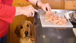 cooking-chicken-dog.jpg