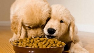 dogs-eating.jpg